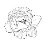 牡丹花朵 线描勾线