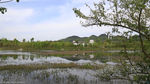湿地公园