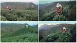 茶山采茶
