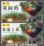 果园鸡