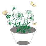 盘景菊花