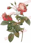 玫瑰花