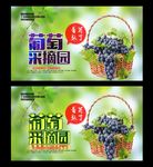 采摘园 葡萄
