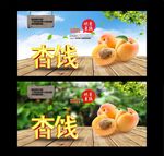 杏 采摘园