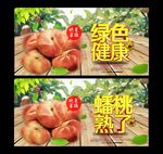蟠桃 采摘园