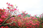 山花烂漫