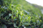茶叶  茶园