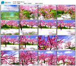 仙境桃林春色桃花 歌曲舞蹈背景