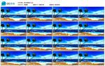 海边椰子树贝壳海星沙滩背景视频