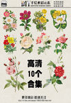 高清手绘花卉花朵图案