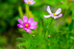 格桑花