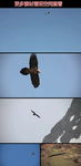 雄鹰天空自由飞翔实拍视频素材
