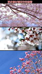 枝头桃花樱花红花高清实拍视频