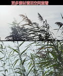 芦苇花絮芦苇荡高清实拍视频素材
