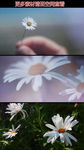 小白花高清实拍视频素材