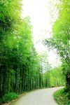 竹林