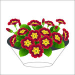 茄子花