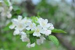 白色花  果树