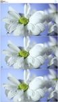 雨滴击打花朵