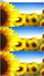 向日葵花海