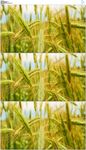 绿色小麦麦穗