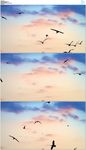 空中飞翔的小鸟
