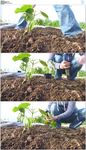 种植蔬菜