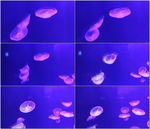 水族馆拍摄漂亮水母游动