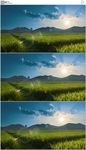 阳光下美丽的稻田