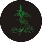 紫苏白描图