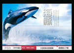 海豚