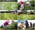 茶园茶农采茶收茶农忙景象