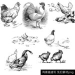手绘鸡