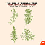 手绘植物草药矢量图