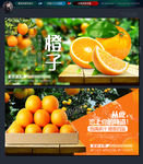 橙子 脐橙 甜橙