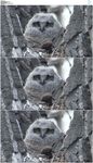 树枝上的猫头鹰