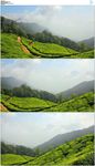 印度茶山茶树