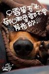 狗海报