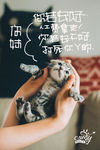 猫海报