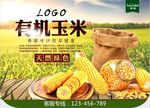 玉米海报图片
