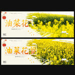 油菜花
