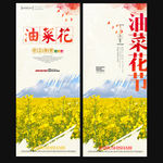 油菜花