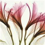 透明花
