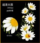 野菊花