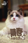 青春
