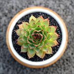 多肉植物 紫牡丹