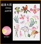 水彩植物花鸟