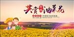 油菜花