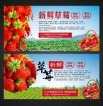 新鲜草莓熟了
