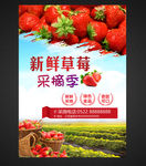 新鲜草莓采摘季